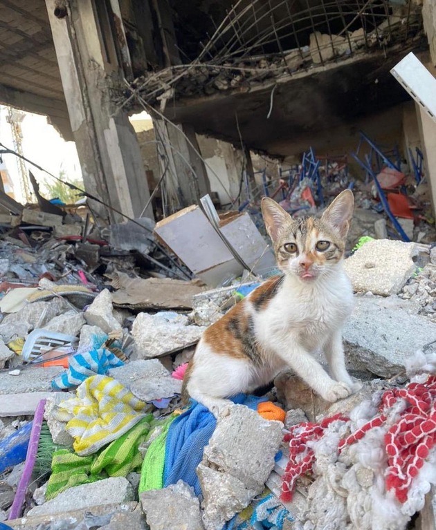 QUATRE PATTES au Liban: Aide d’urgence pour les refuges animaliers et les animaux errants qui meurent de faim