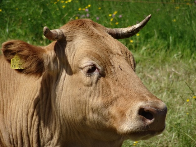 Grüne Woche 2016: Regionale Rinderrassen stark gefährdet -
GEH zeigt Original Braunvieh, Glanrinder und Schwarzbunte Niederungsrinder in der Tierhalle 25