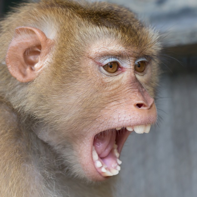 Zürcher Tierschutz kritisiert Fehlurteil zu Primatenversuchen
