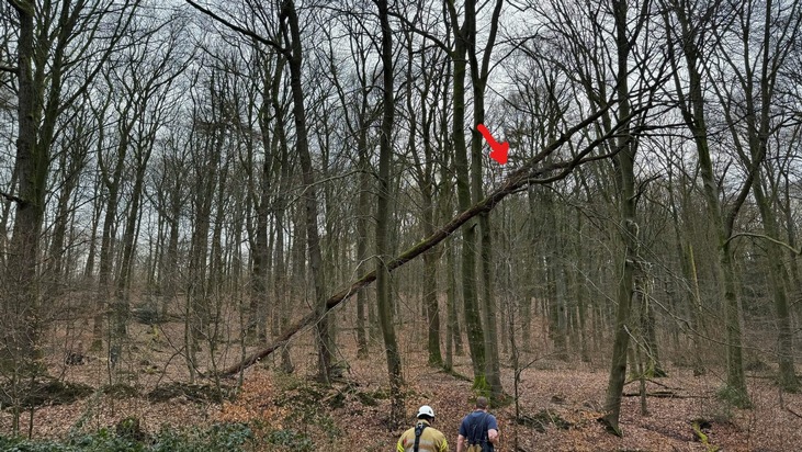 FF Bad Salzuflen: Kurioser Einsatz: Feuerwehr rettet Hund vom Baum / Ein Mischling klettert im Bad Salzufler Stadtwald einen umgestürzten Baum acht Meter hoch