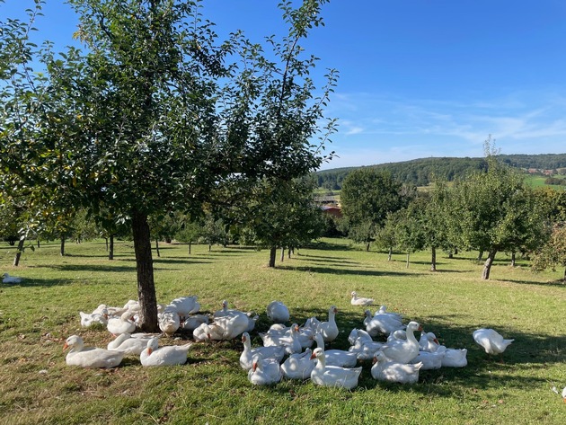 Agroforst: Unis Hohenheim und Freiburg stärken nachhaltige Landnutzung