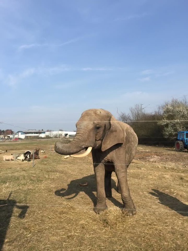 Aktionsbündnis &quot;Tiere gehören zum Circus&quot;: Tragischer Unfall darf nicht als Argument für Wildtierverbot missbraucht werden