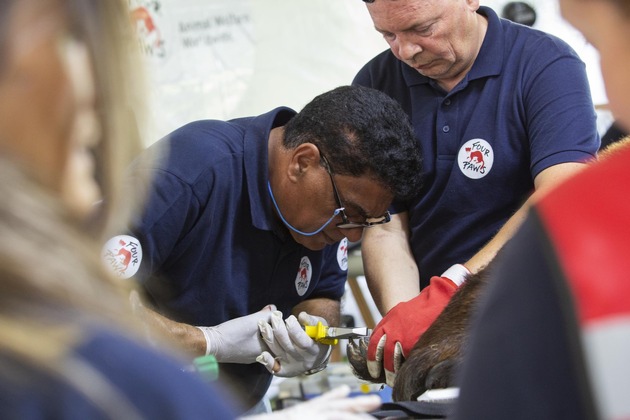 Intervention d’urgence pour sauver plus de 60 animaux en Argentine