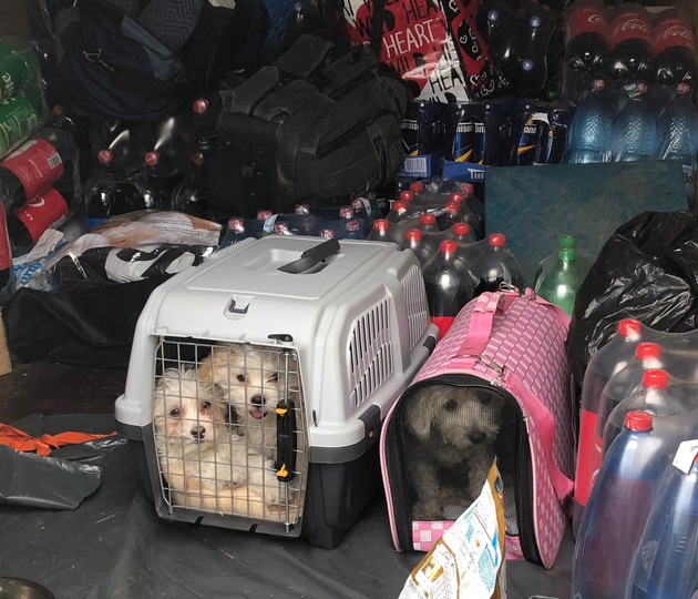 POL-DO: Gassigehen in Freudenberg: Autobahnpolizei stoppt Hundetransport mit Ziel England