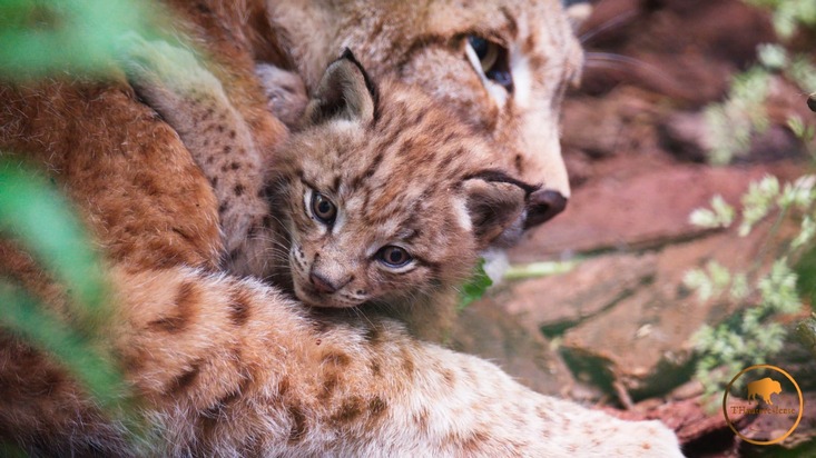 Flauschig, tapsig, spitze Ohren: H&ouml;rPartner freuen sich &uuml;ber dreifachen Nachwuchs ihrer Paten-Luchse im Wildpark Schorfheide