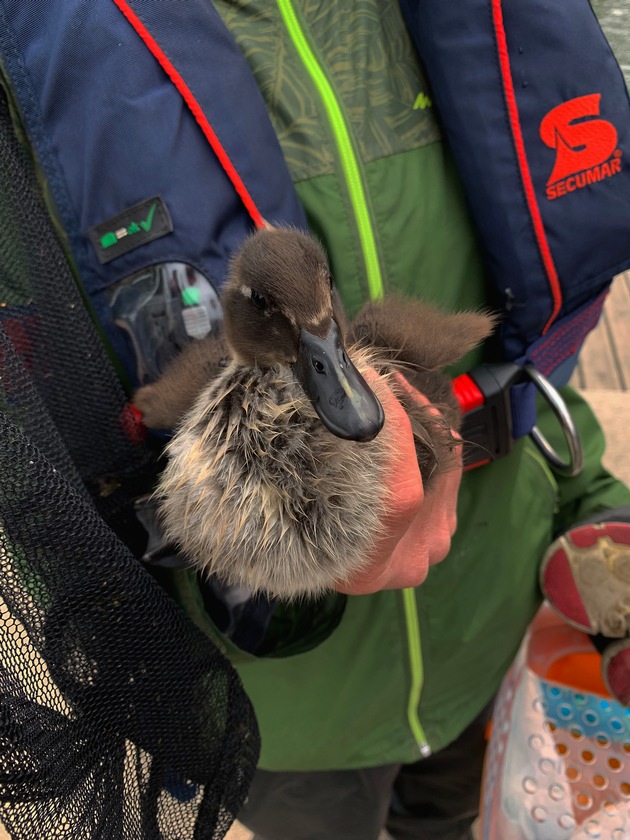 FW-EN: Feuerwehr rettet drei hilflose Entenküken auf dem Harkortsee