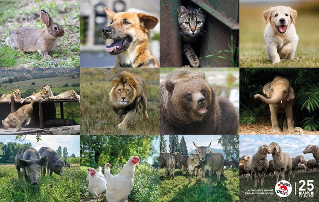 Journée mondiale des animaux: l'exposition anniversaire itinérante de QUATRE PATTES bientôt en Romandie