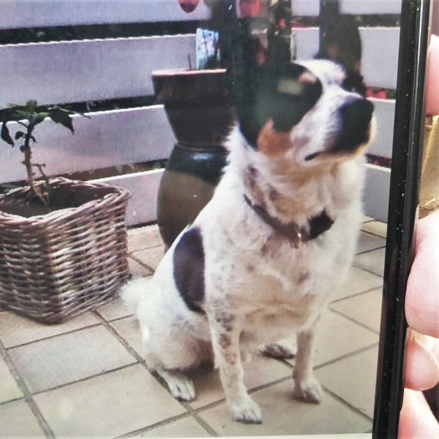 POL-BOR: Rhede - Geraubter Hund wird vermisst