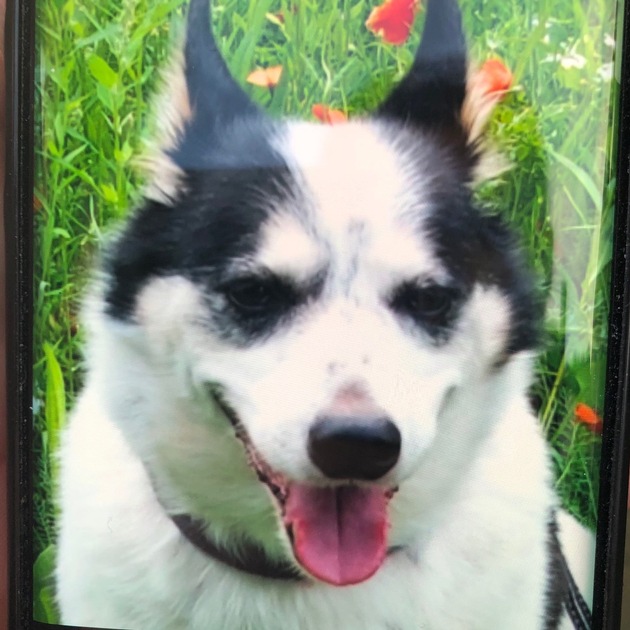 POL-BOR: Rhede - Geraubter Hund wird vermisst