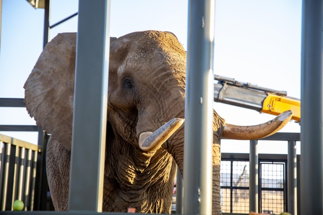 En Afrique du Sud, la liberté pour Charley l’éléphant