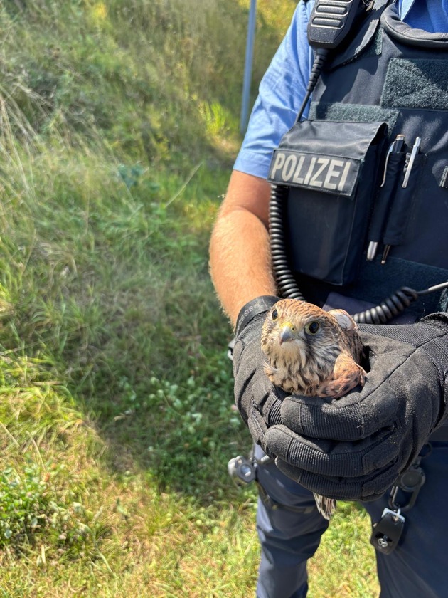 POL-OF: Mit Herz und Handschuh: Polizei rettet verletzten Greifvogel