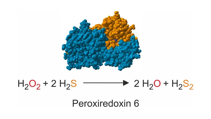 Neue Verbindung zwischen Peroxid- und Sulfidstoffwechsel entdeckt – Erfolg in der Peroxidase-Forschung an der RPTU
