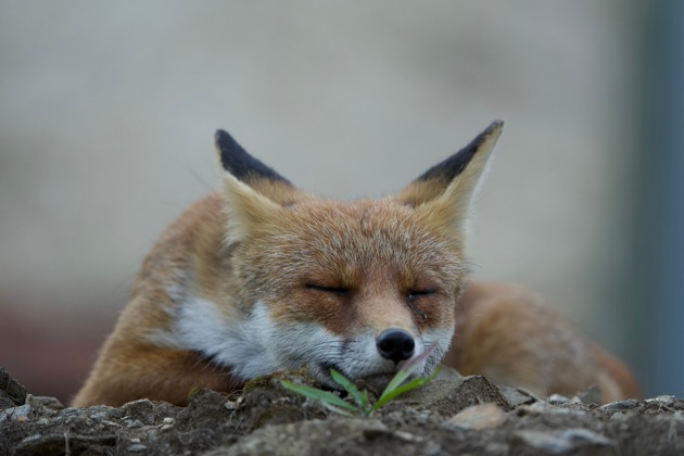 Neue Sonderausstellung «Der Fuchs – Meister der Anpassung»