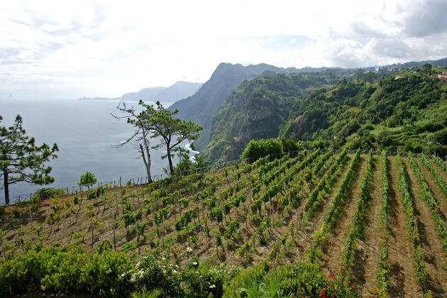 Madeirawein: Eine jahrhundertealte Tradition, die bis heute anhält und gefeiert wird