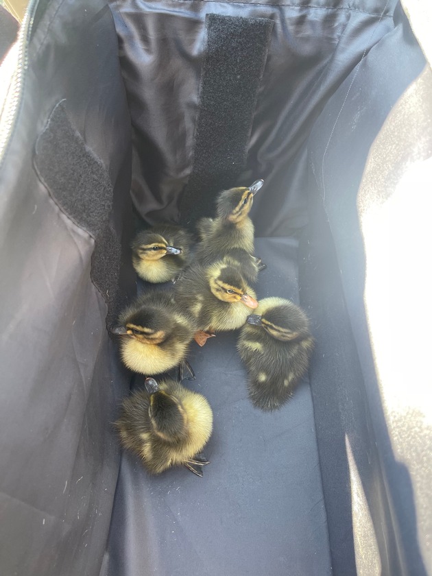 POL-DO: Ente gut, alles gut - Tierischer Einsatz auf der A 40 bei Bochum