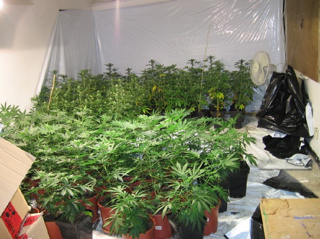POL-GOE: (69/2009) Nach Zeugenhinweis - Cannabisplantage in Hinterhaus entdeckt