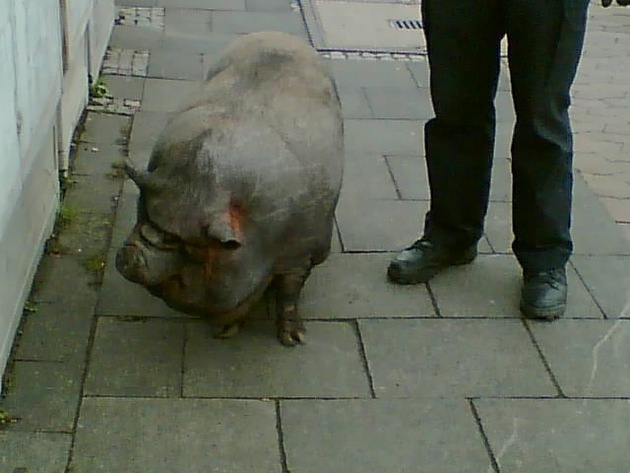 POL-GOE: (137/2007) Hängebauchschweindame auf Abwegen - FOTO im Anhang !