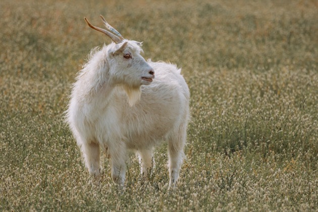Marvin Heuduck Takes Over as Head of The Good Cashmere Standard