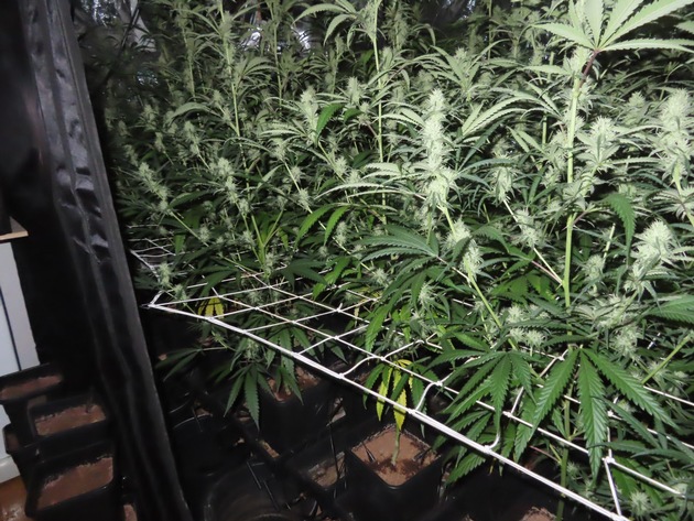 POL-DO: Cannabis-Plantage in Wohnung in Dortmund-Mitte gefunden