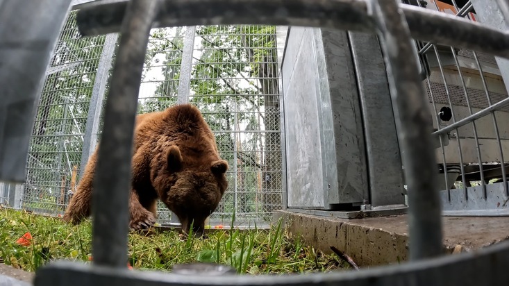 QUATRE PATTES accueille Dunbar, un ours presque aveugle, dans la FORÊT DES OURS d’Arbesbach