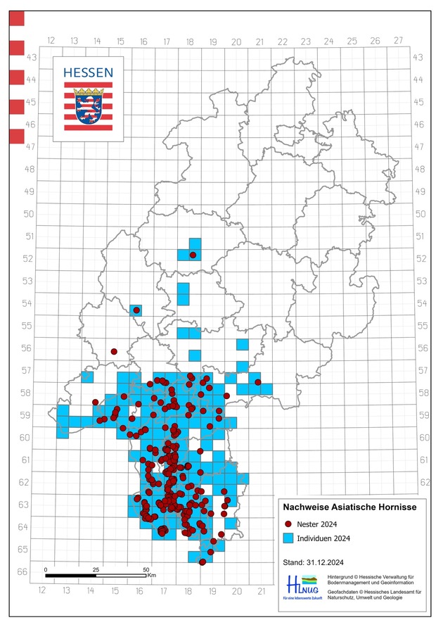 Asiatische Hornisse gilt ab sofort als „weit verbreitet“