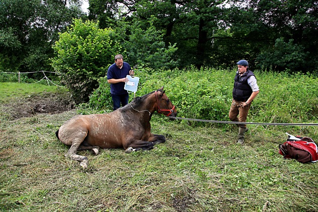 FW-E: Pferd in Bachlauf gestürzt, Zugänglichkeit zum Gelände nur schwer möglich
