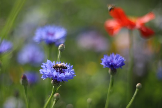 Mach mit! Lass Blumen blühen! / iglo lässt eine ganze Stadt erblühen