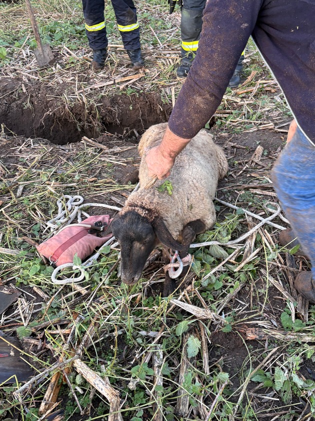 FW Beverungen: Schaf in Notlage / Feuerwehr Beverungen rettet Tier aus rund drei Meter tiefem Loch