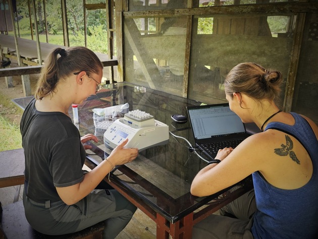 Nature-Studie: Klimawandel bringt tropische Insekten an ihre Hitzegrenze