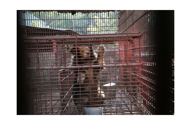 Seltener goldener Kragenbär unter sieben geretteten Gallebären in Vietnam