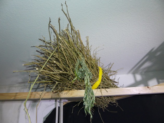 ZOLL-S: Kreis Lörrach: Zollfahndung räumt Cannabis-Plantage