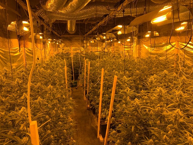 ZOLL-H: Indoorplantage zur Aufzucht von Marihuana in Calbe (Saale) ausgehoben