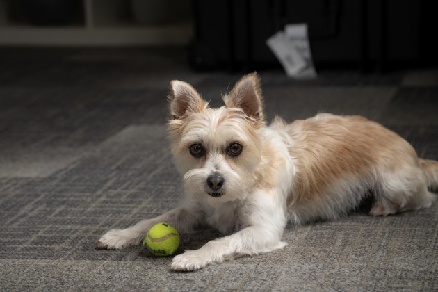 So werden die Ferien auch für Haustiere schön