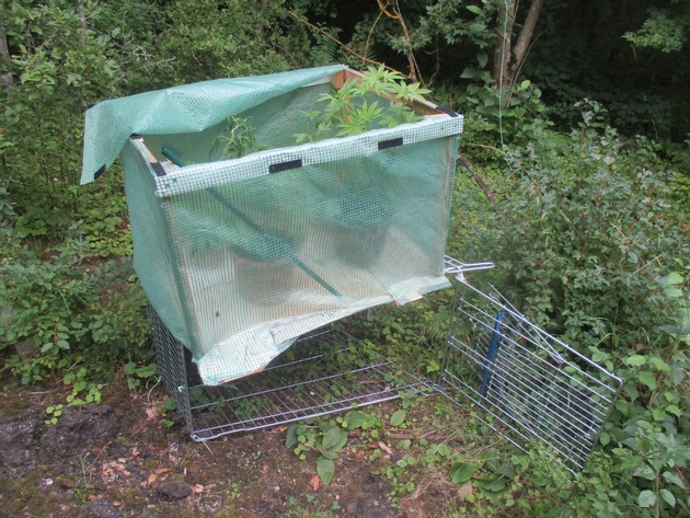 POL-REK: 170823-2: Cannabispflanzen im Wald gefunden- Kerpen