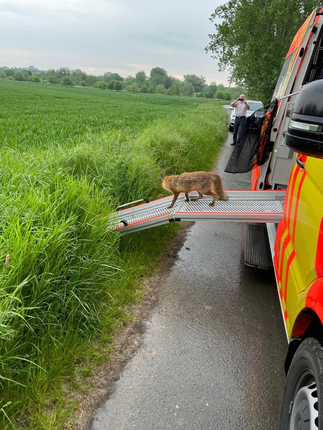 FW Hannover: Tierrettung der Feuerwehr Hannover fängt freilaufenden Fuchs in Oberricklingen ein