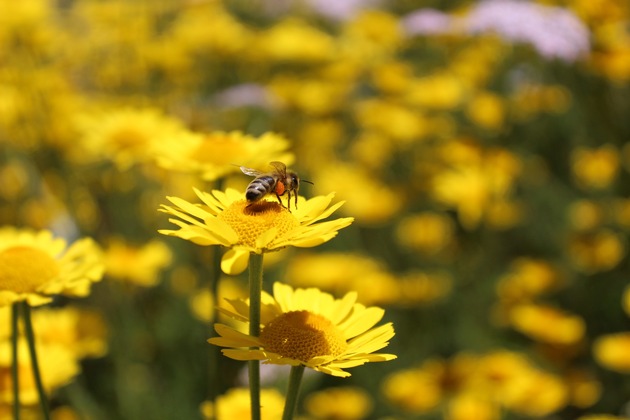 Communiqué de presse: Plus de fleurs pour les abeilles, grâce à un conseil agile