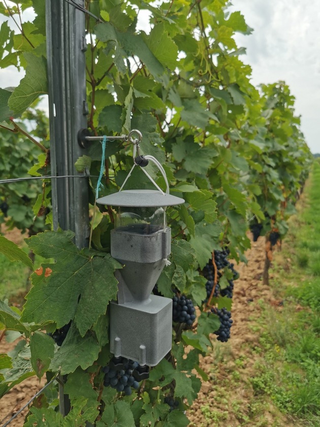 DBU: Begrünte Terrassen mildern Klimafolgen im Steillagen-Weinbau