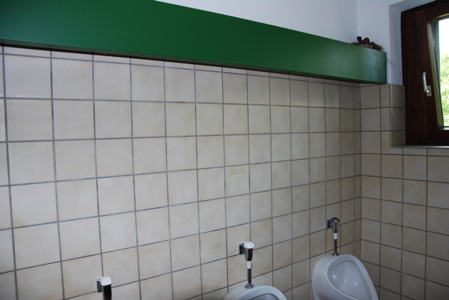 POL-GOE: (347/2010) Amsel brütet unter Polizeischutz auf Herrentoilette