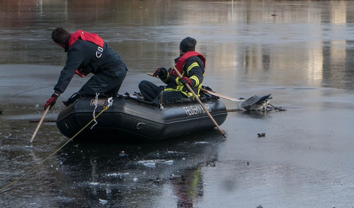 FW-GE: Tierrettung im Revierpark Nienhausen - Feuerwehr rettet verletzten Reiher