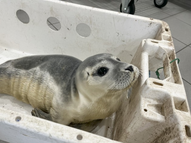 FW Bremerhaven: Tierrettung an der Deichpromenade - Junger Seehund in Sicherheit gebracht