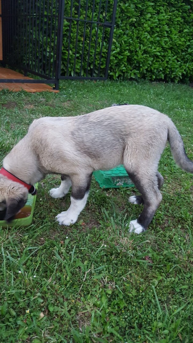 POL-PDWO: Kangalhund entwendet - Polizei sucht Zeugen