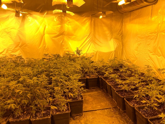POL-BOR: Ahaus - Cannabisplantage in Wohn-/Geschäftshaus entdeckt - Tatverdächtiger festgenommen
