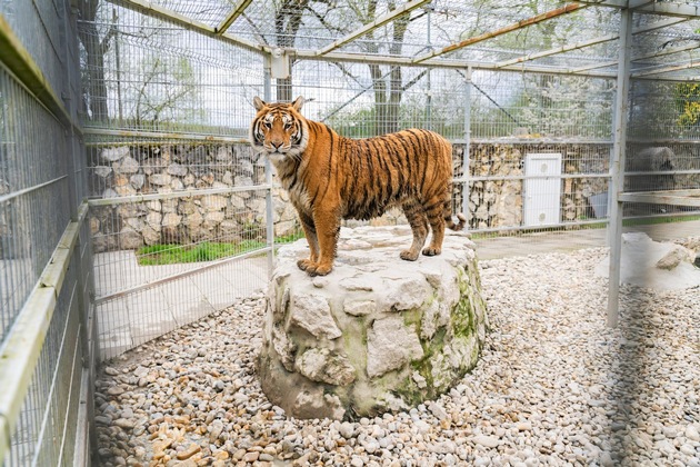 En Slovaquie, QUATRE PATTES soigne trois jeunes tigres confisqués
