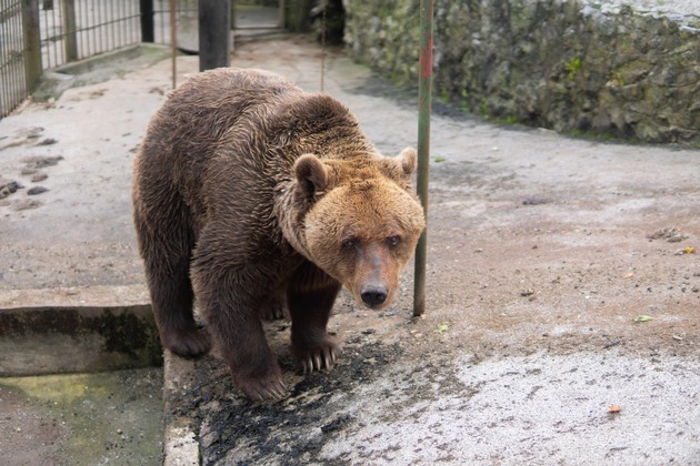 Felix l’ours de Slovénie est arrivé à la FORÊT DES OURS d’Arbesbach