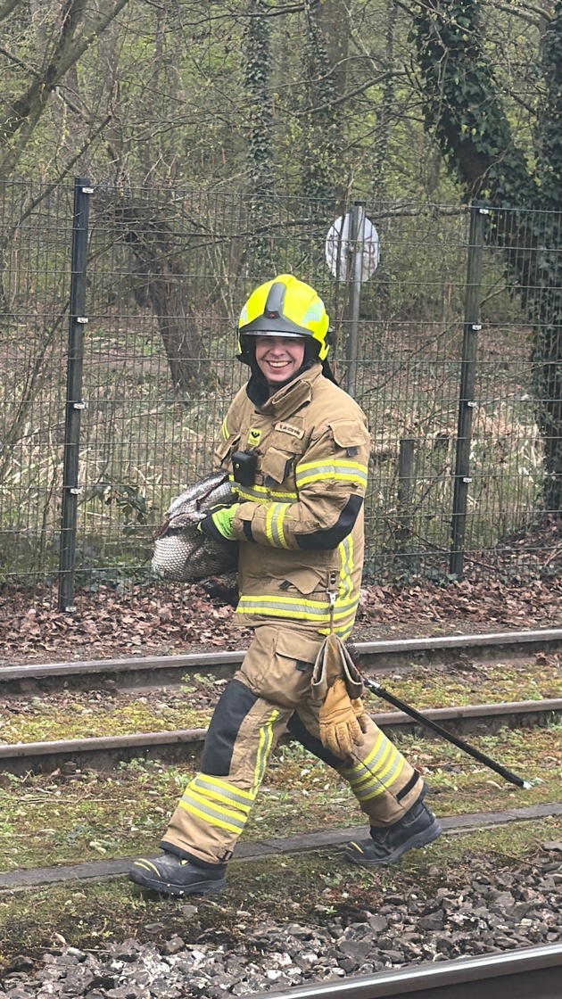 FW Paderborn: Feuerwehr Paderborn rettet Schwan aus Gleisbereich - Lebensgefahr oft untersch&auml;tzt.