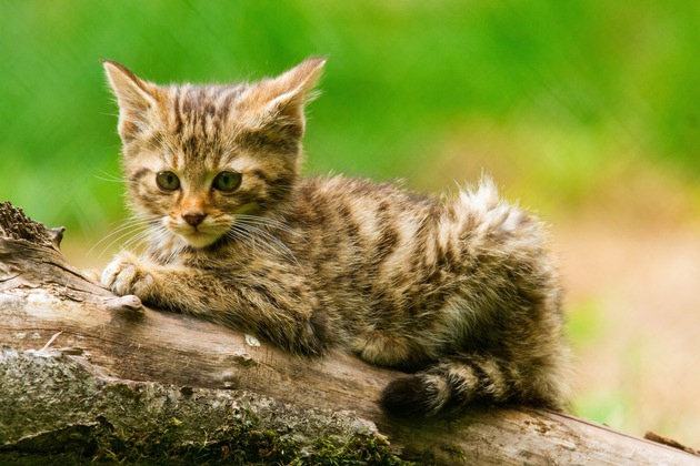 Die Kinderstube der Tiere im Wildparadies Tripsdrill