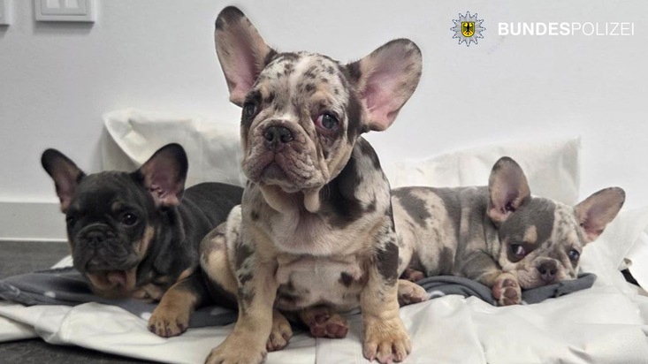 Bundespolizeidirektion München: Tierisches Trio am Hauptbahnhof / Drei Welpen übernachten bei der Bundespolizei
