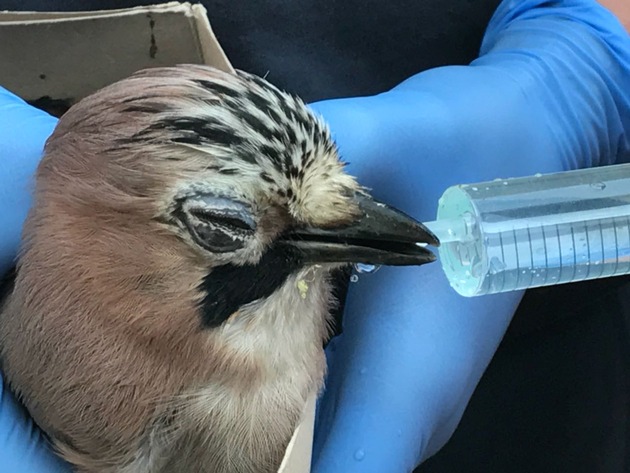 FW-BO: Rettung eines erschöpften Vogels in der Höntroper Straße