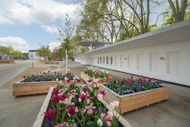 Ein Stück Landesgartenschau für zu Hause: LAGA Neuss verschenkt Tulpenzwiebeln