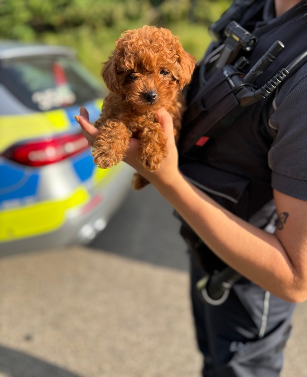 HZA-HN: Hundewelpen illegal ins Land gebracht